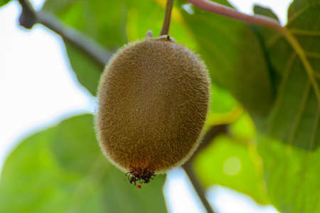 kiwi