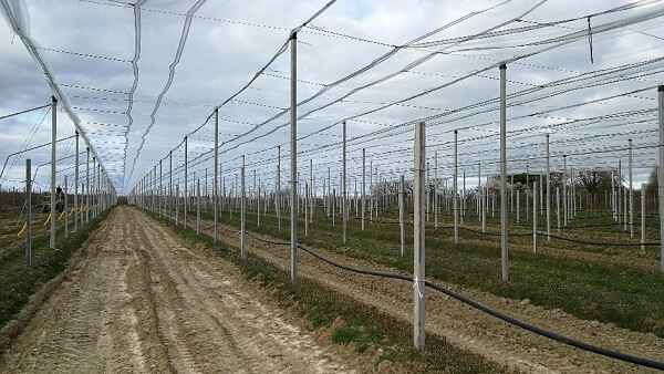Kiwis (6)