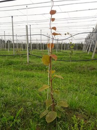 Kiwis (10)