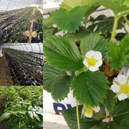 Le printemps revient