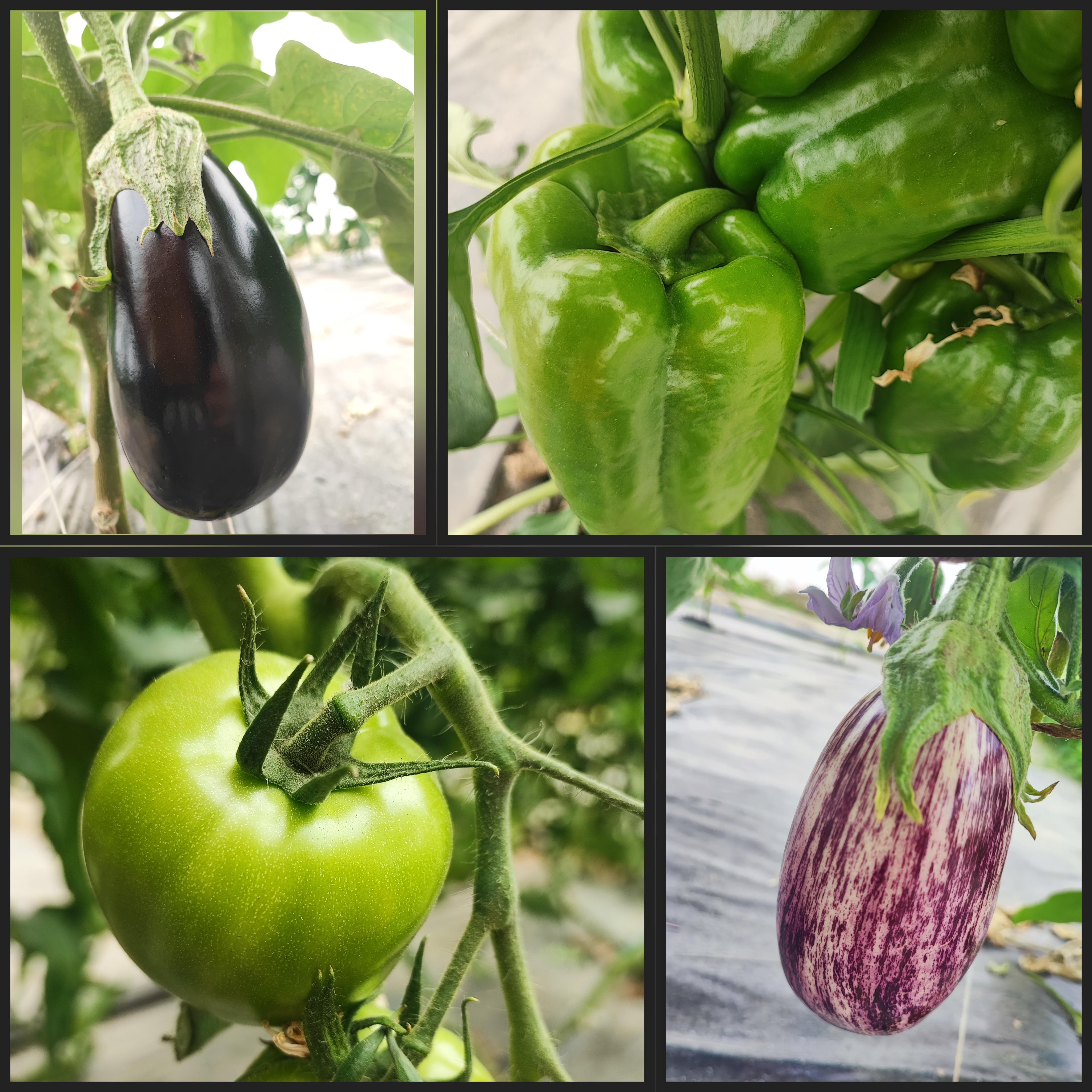 Tomate, poivron, aubergine